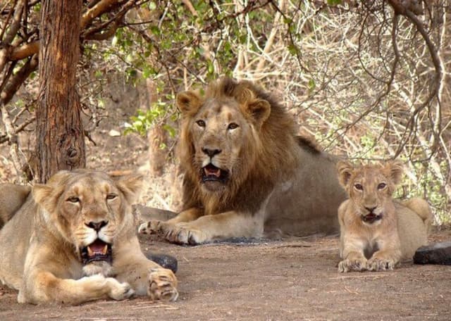 Wildlife Safari